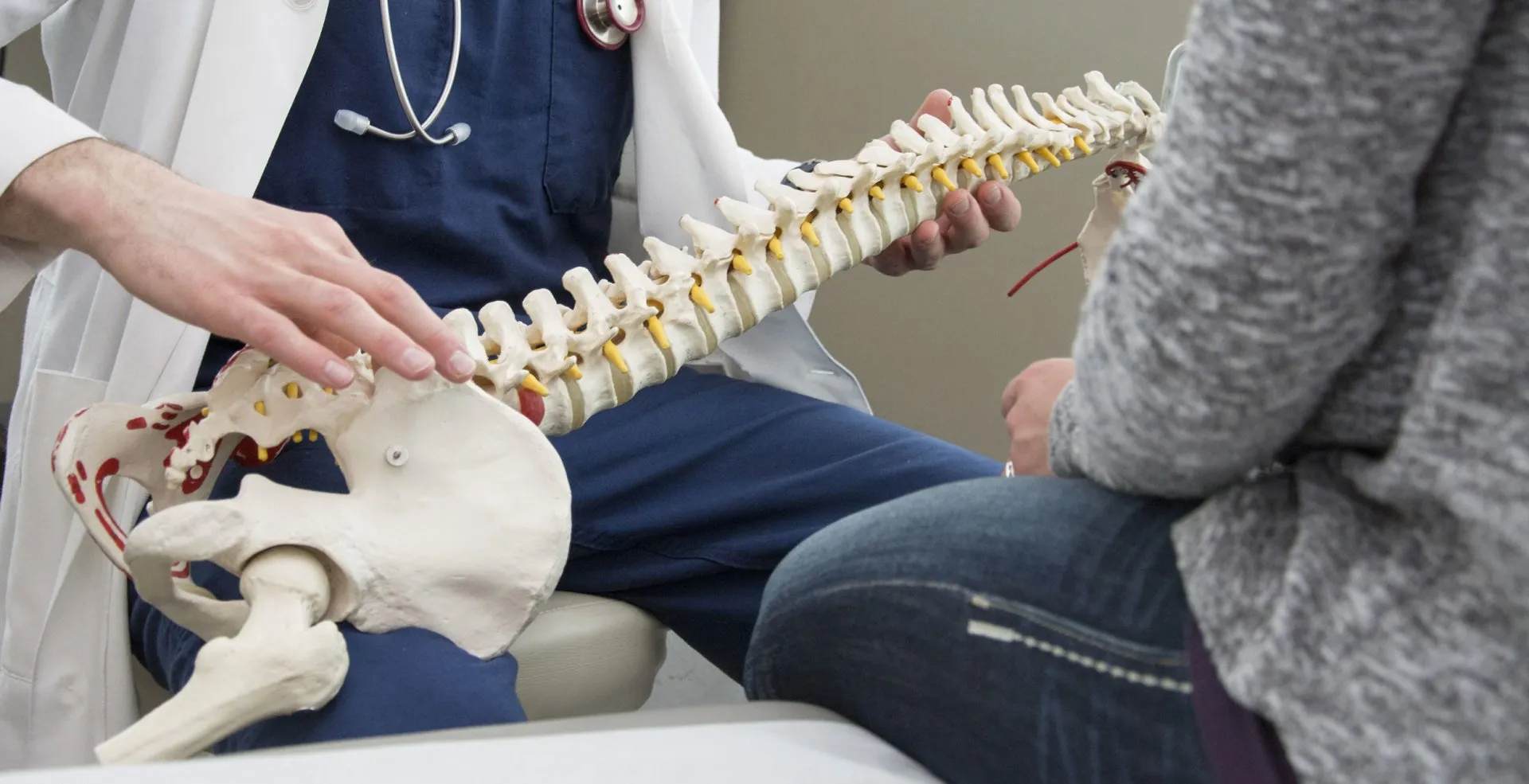 model spine at Kaesberg Chiropractic
